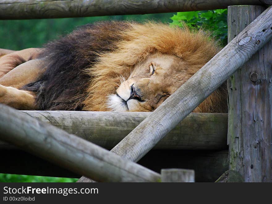 Close up shot of a lion lazing in the sun. Close up shot of a lion lazing in the sun