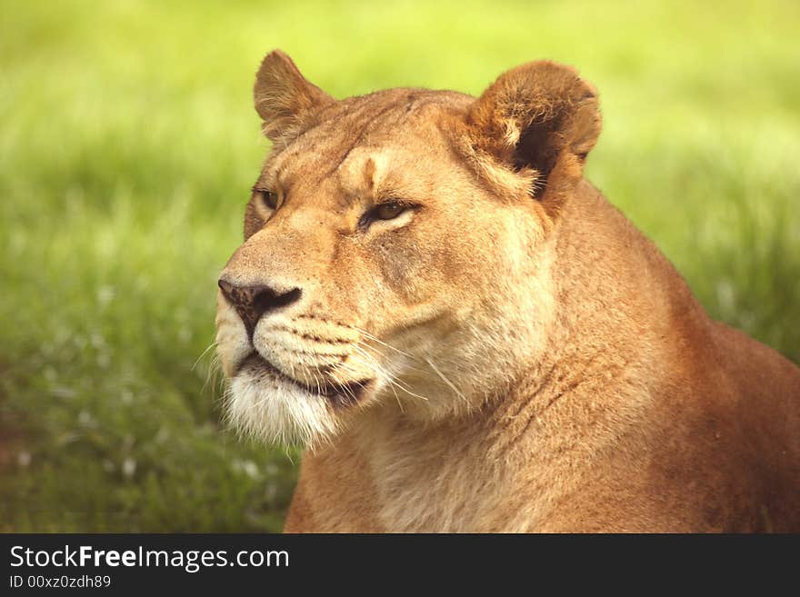 Lioness