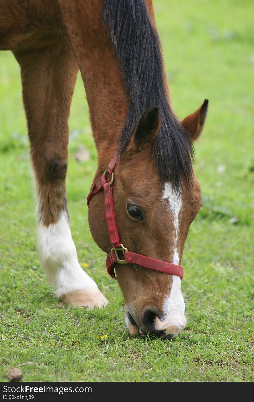 Farm horse grazing in an Urban Meadow in Nashville Tennessee. Farm horse grazing in an Urban Meadow in Nashville Tennessee