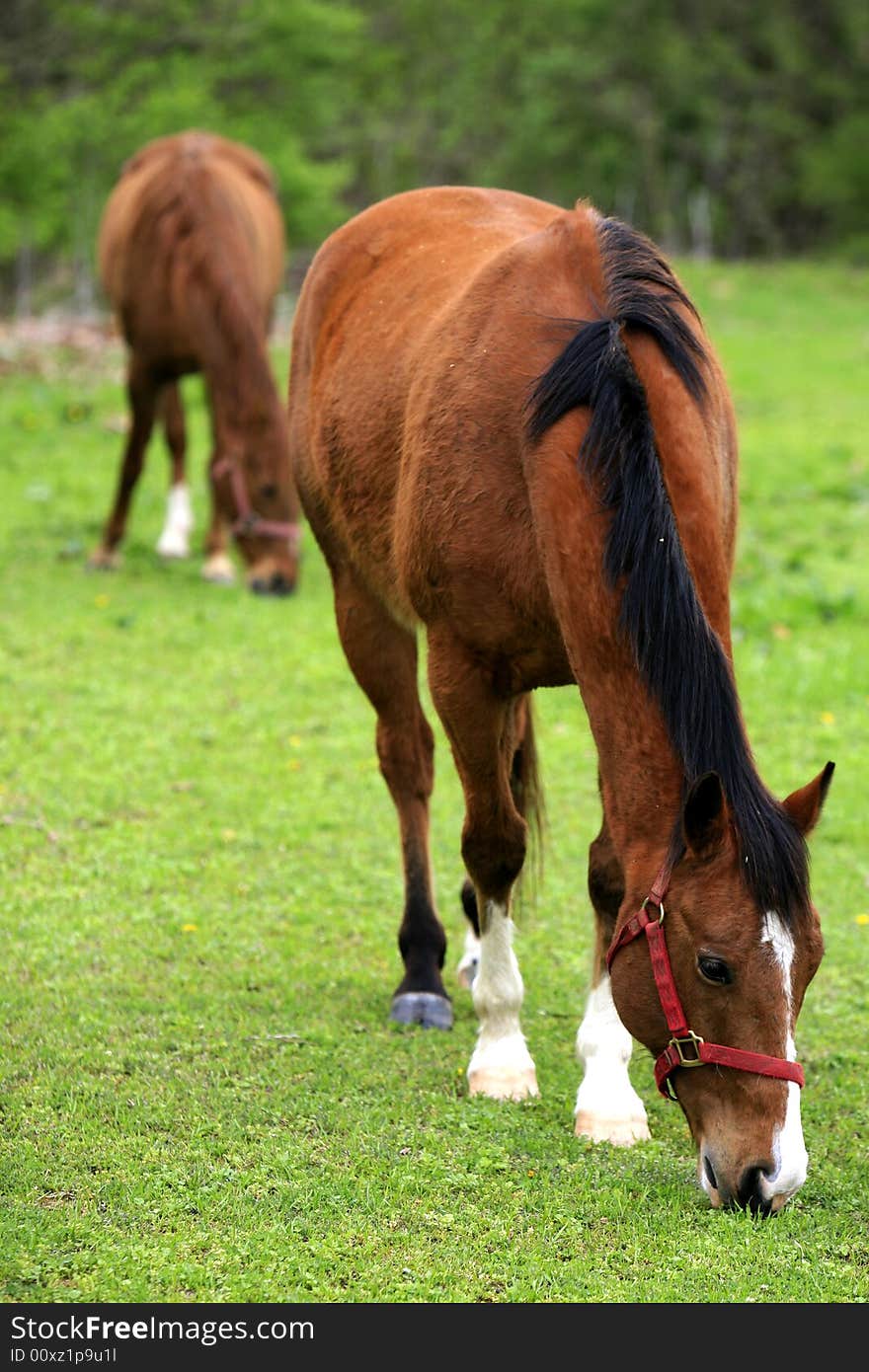 Farm horse grazing in an Urban Meadow in Nashville Tennessee. Farm horse grazing in an Urban Meadow in Nashville Tennessee