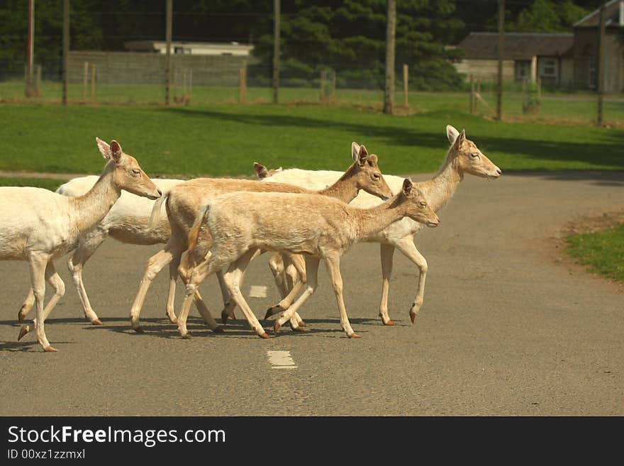 Antelope crossing the road on Safari