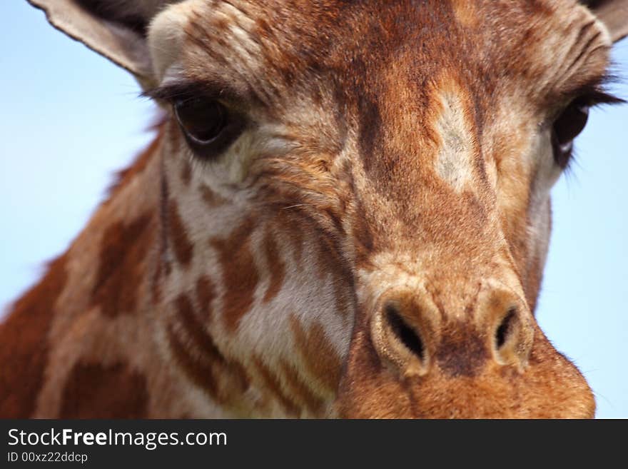 Close up of Giraffe's head