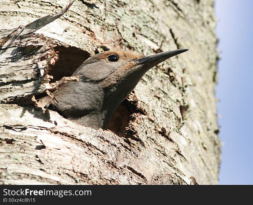 A baby woodpecker is waiting for its parents. A baby woodpecker is waiting for its parents