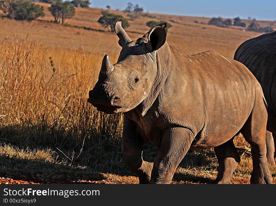 Rhino walking in the field