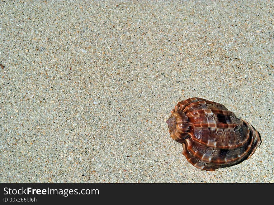 This is the  beach sand with the sea shell on the right side of picture. The left side if free for your text . This is the  beach sand with the sea shell on the right side of picture. The left side if free for your text .