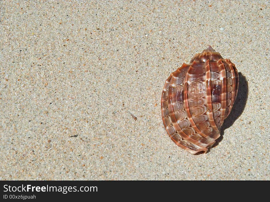 This is the beach sand with the sea shell on the right side of picture. The left side if free for your text . This is the beach sand with the sea shell on the right side of picture. The left side if free for your text .