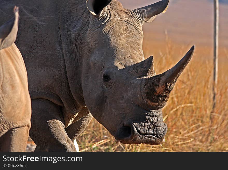 Rhino walking in the field