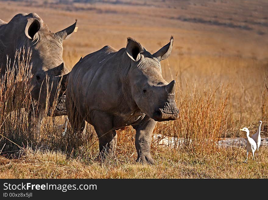 Rhino And Mother Walking In The Field