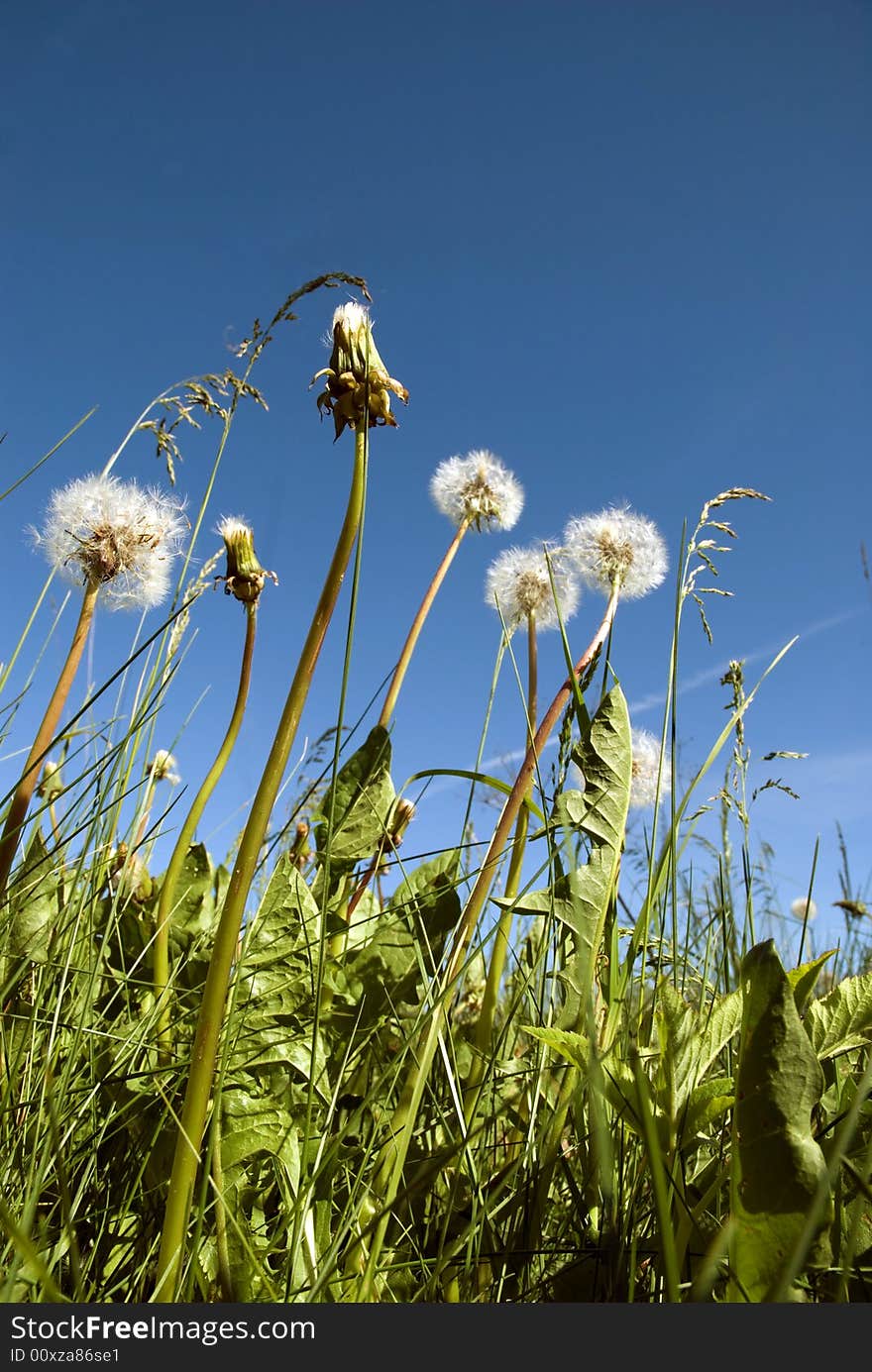 Dandelions in clear weather sky