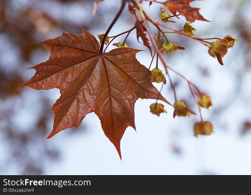 Young Maple Leaf On A Background Of The Sky