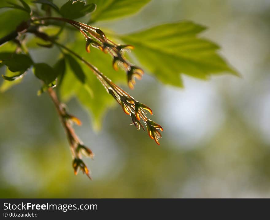 Flowers of a tree are visible on a gleam of the sun. Flowers of a tree are visible on a gleam of the sun