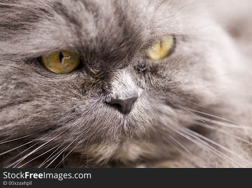 Photo of portrait of a grey cat close-up  in nature