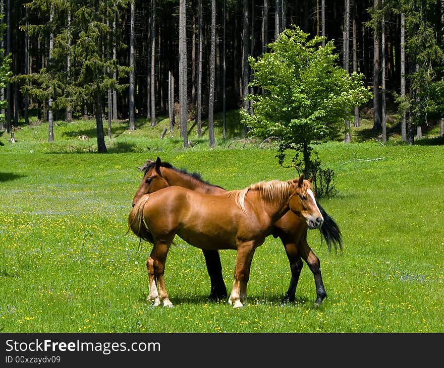 Wild horses in Ciucas mountain meadow. Wild horses in Ciucas mountain meadow.