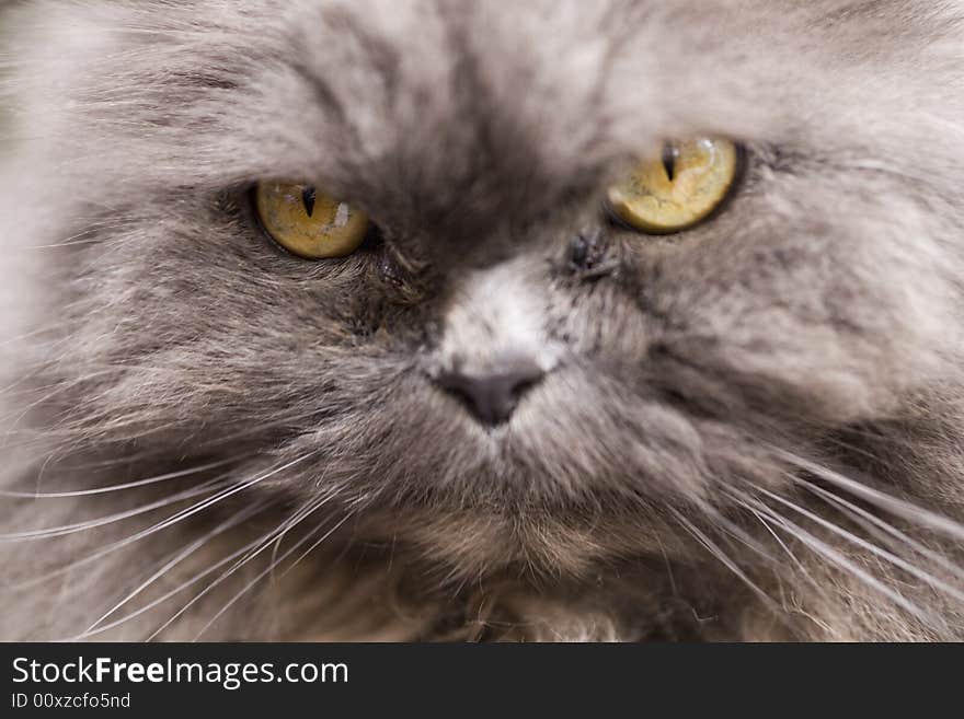 Photo of portrait of a grey cat close-up  in nature