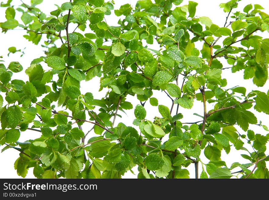 Fresh leaves on a white background