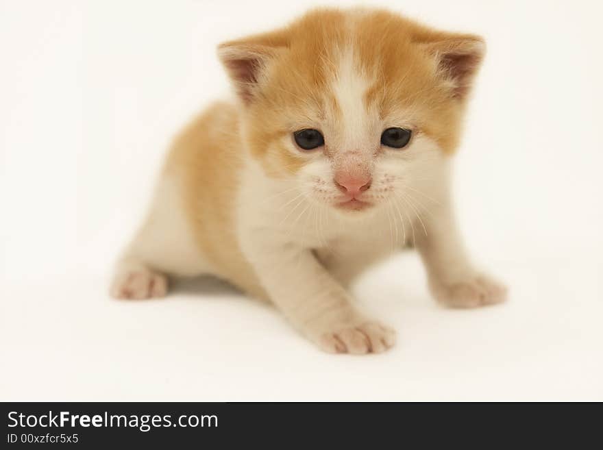 An orange kitten isolated on a white background.