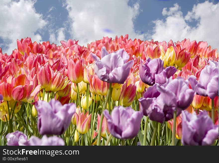 Field of very colored Tulips