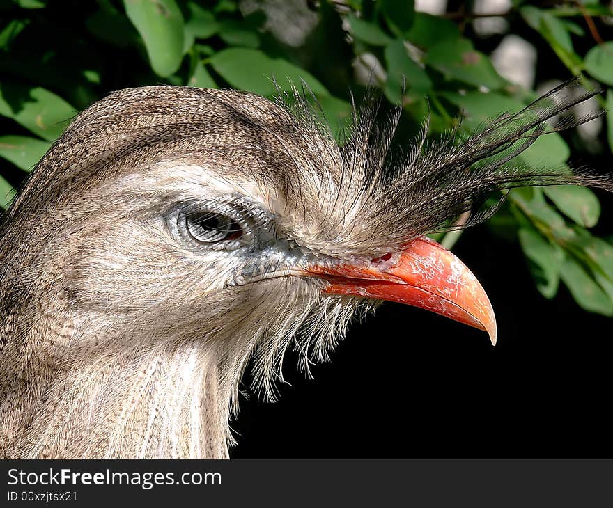 Portrait of red-legged seriema (Cariama cristata). Portrait of red-legged seriema (Cariama cristata)