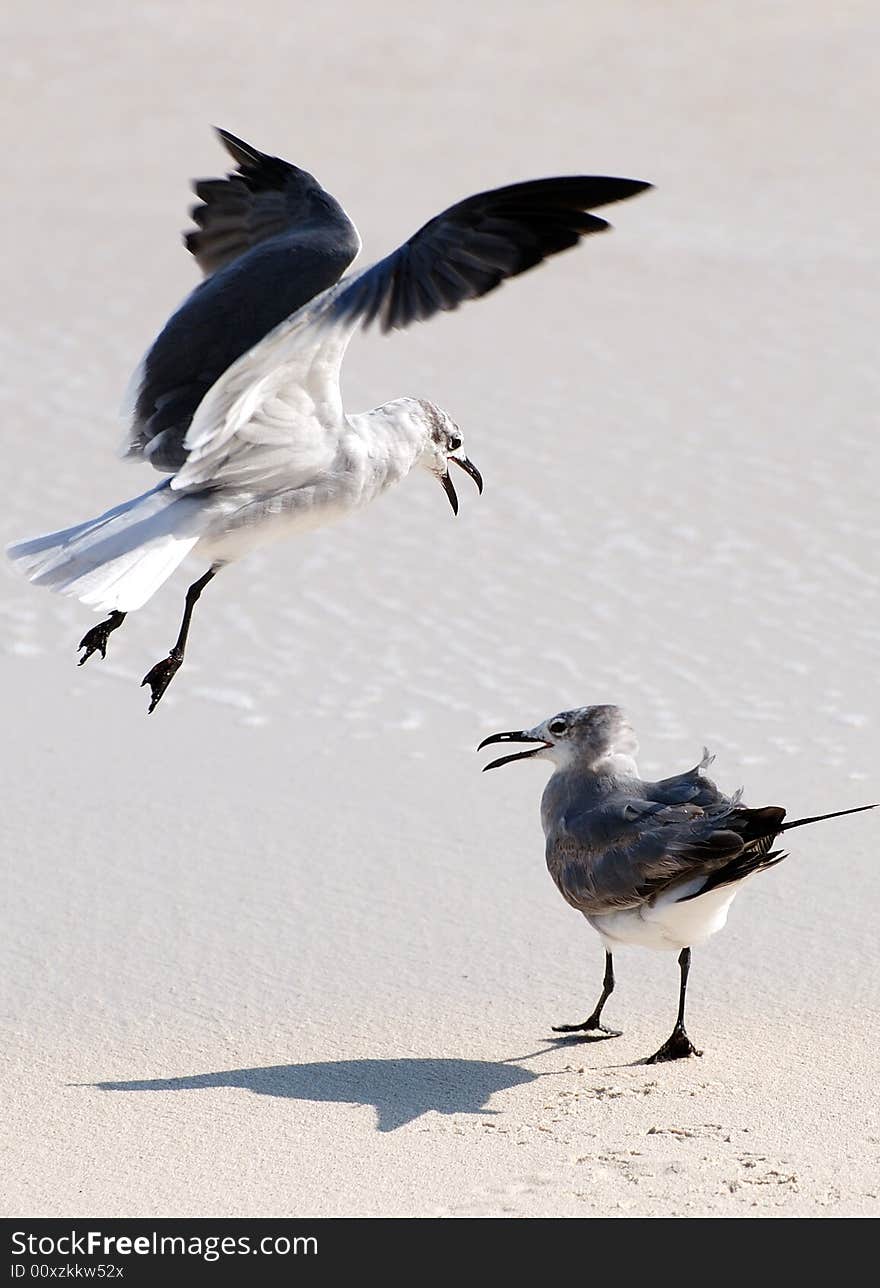 Two Seagulls On A Beach