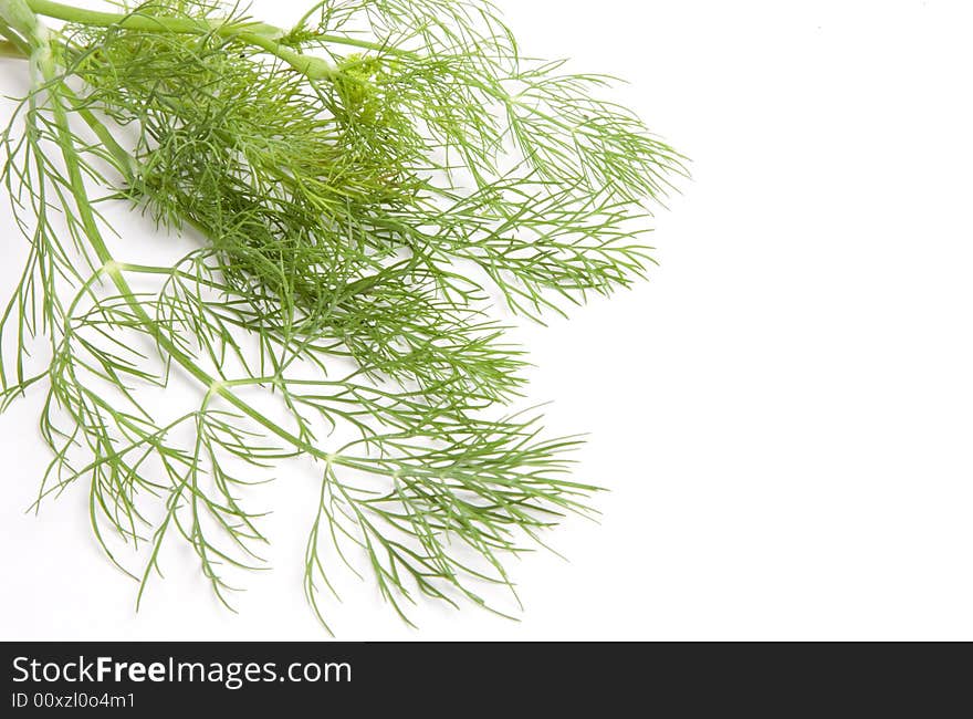 Dill on white background