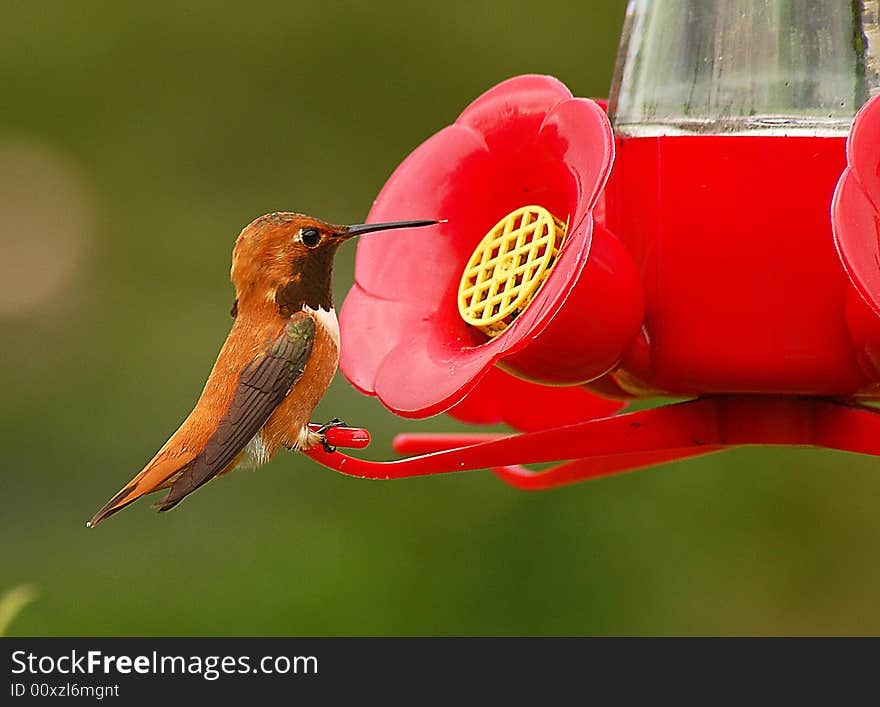 Brown Hummingbird