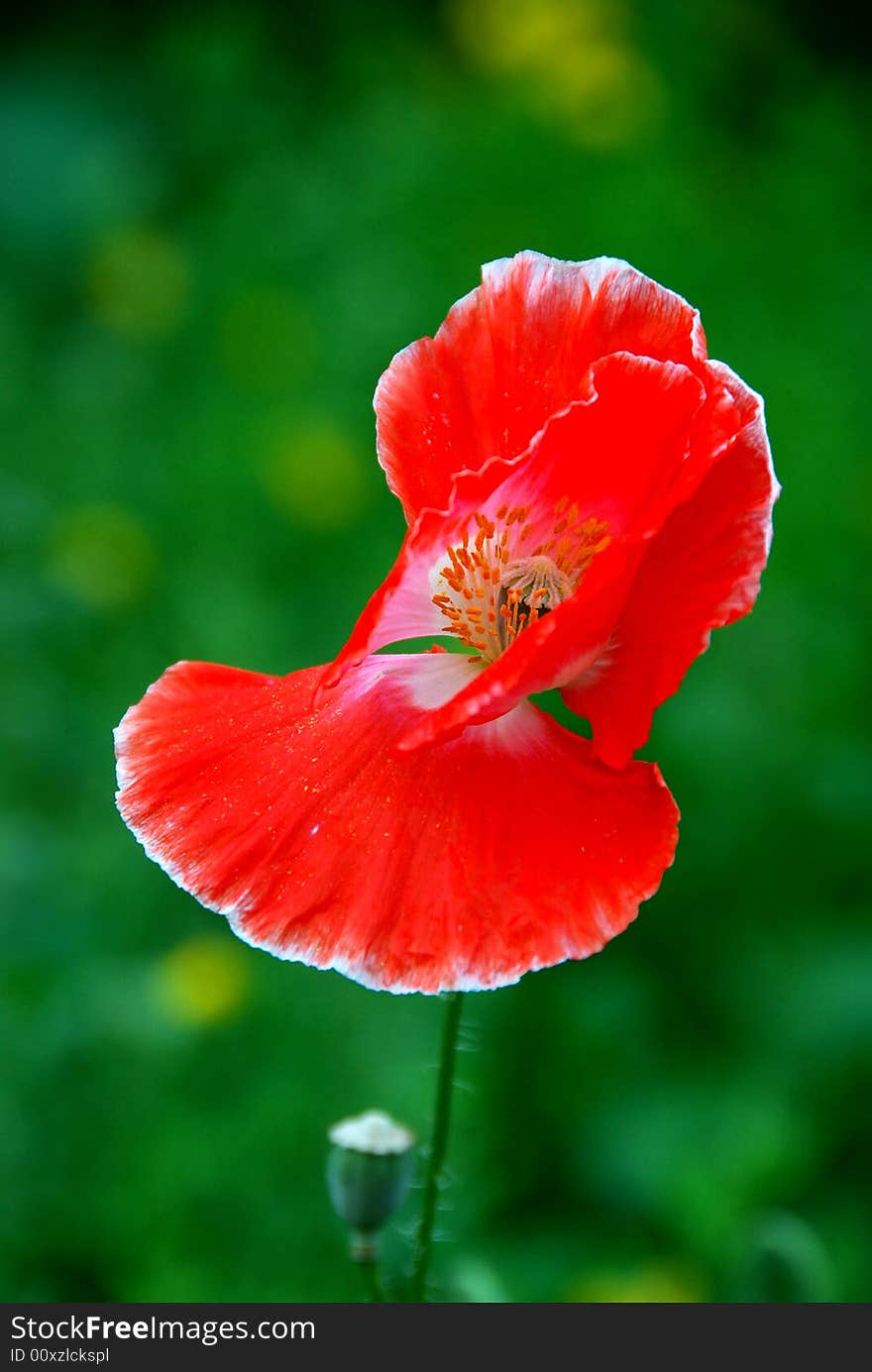 Red flower on the green background