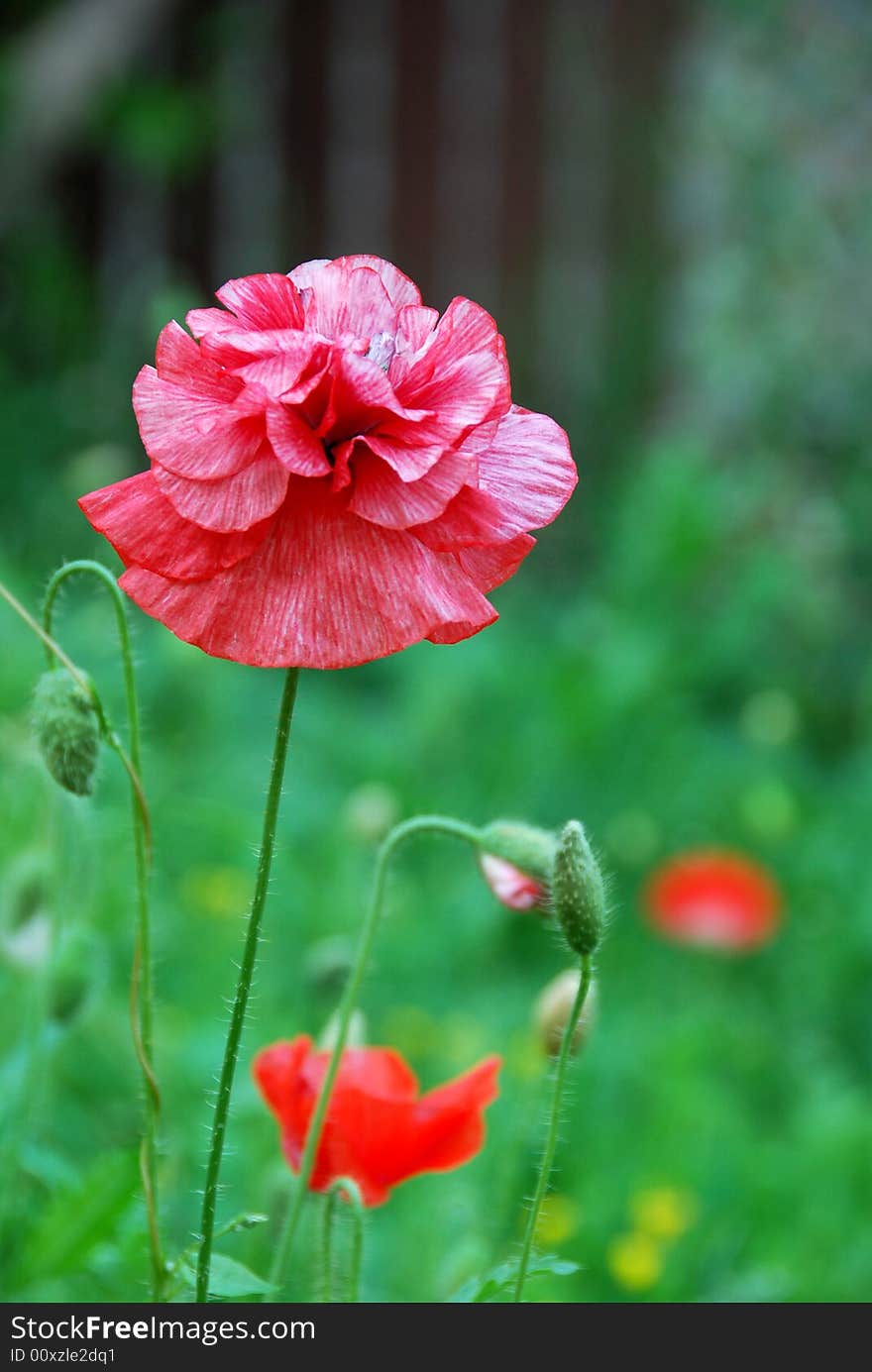 Red flower on the green background