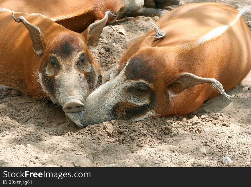 Red River Hogs