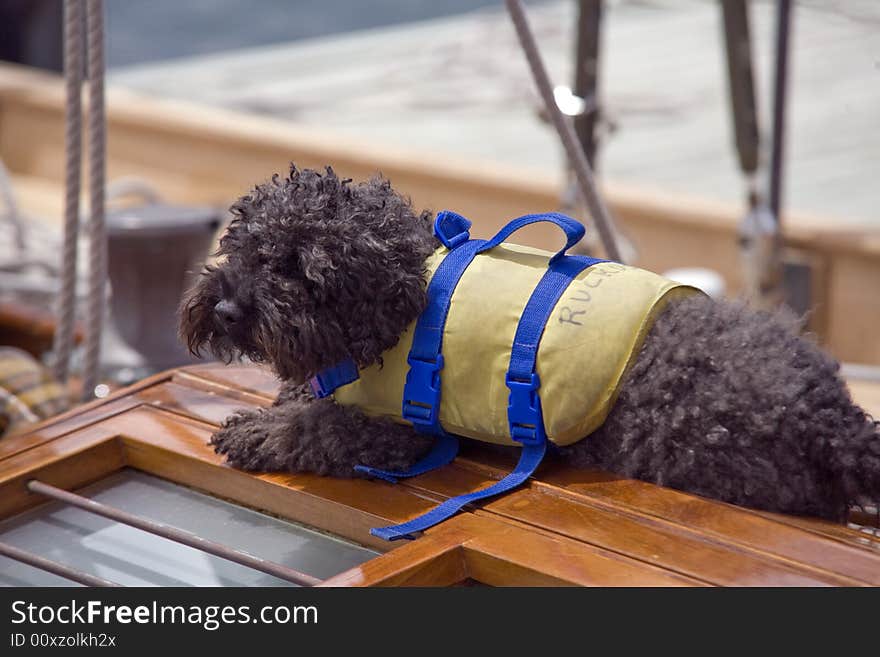 Man's best friend included on the yacht. Man's best friend included on the yacht