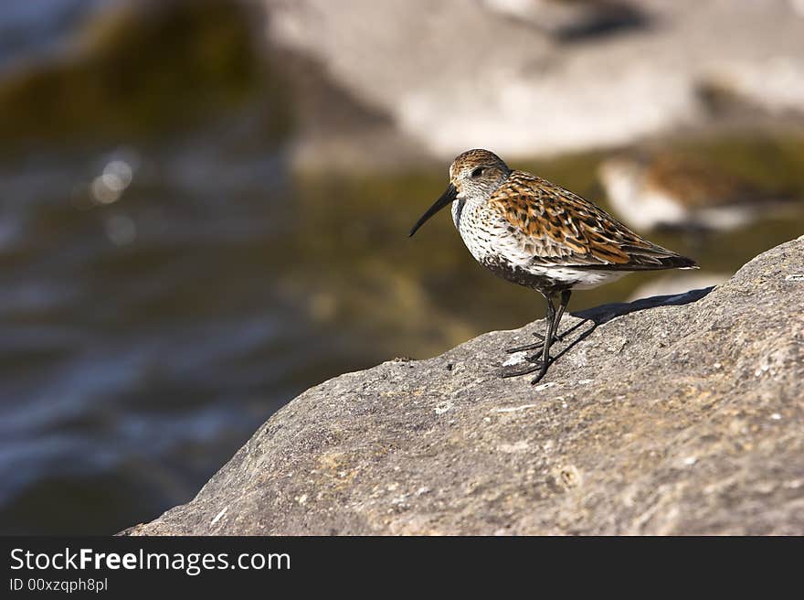 Sandpiper