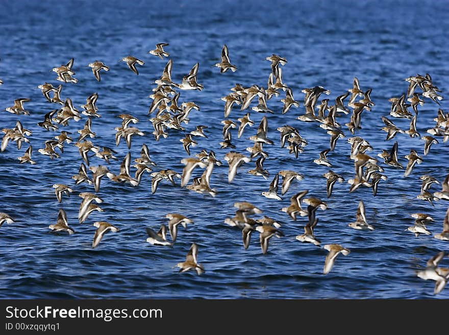 Sandpipers