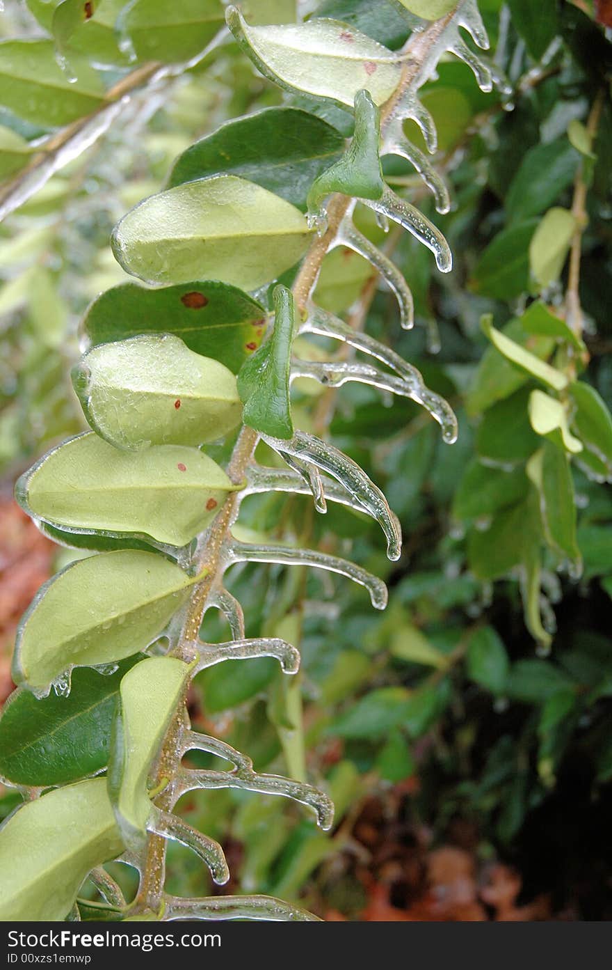 Iced Branch