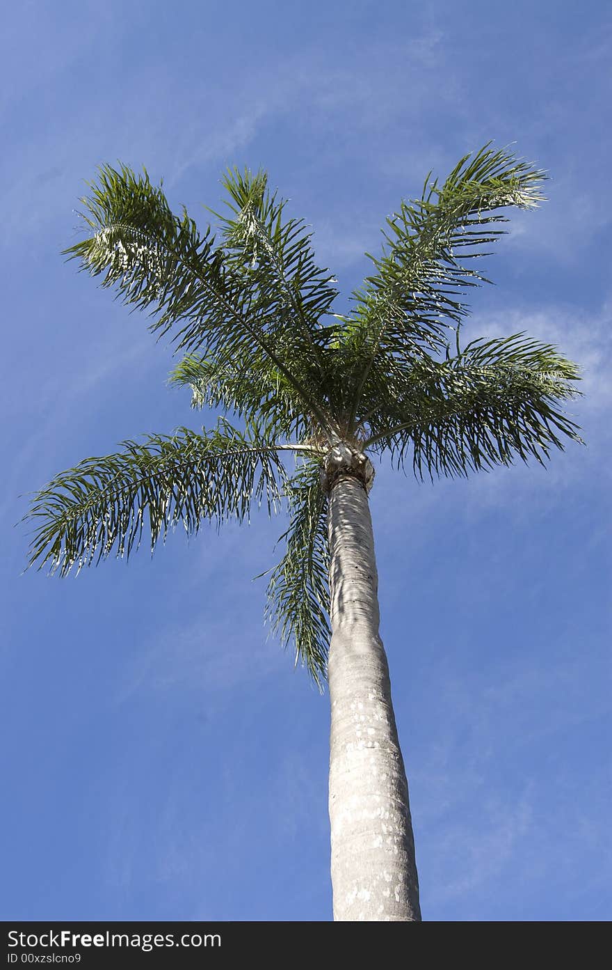 A tall palm tree against a gentle blue sky