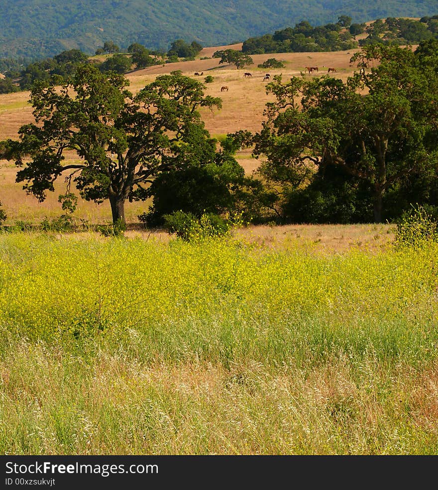 Colorful meadow with grazing horses. Colorful meadow with grazing horses