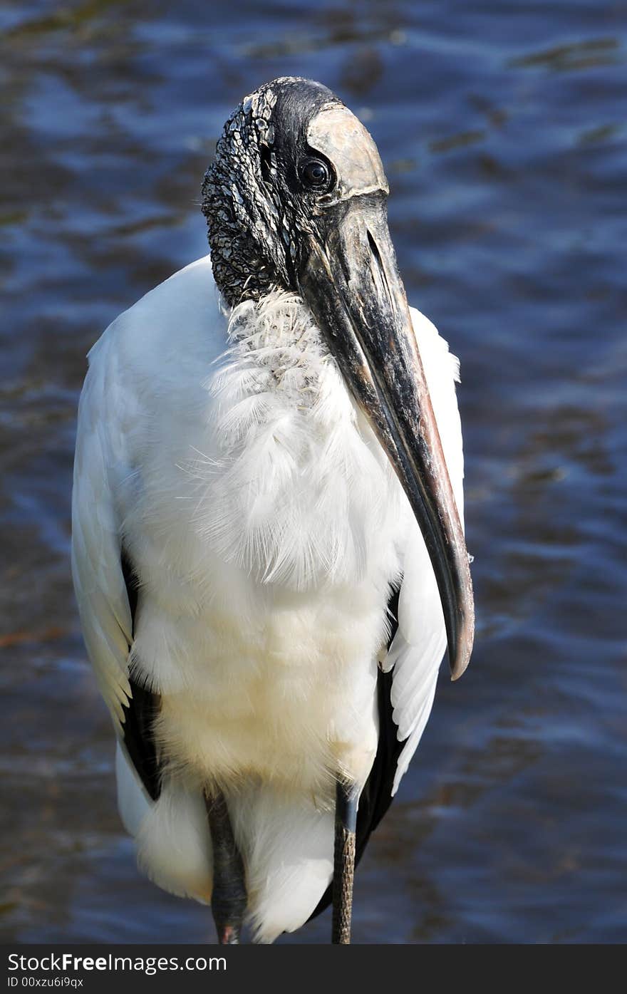 Front view of a standing woodstork.