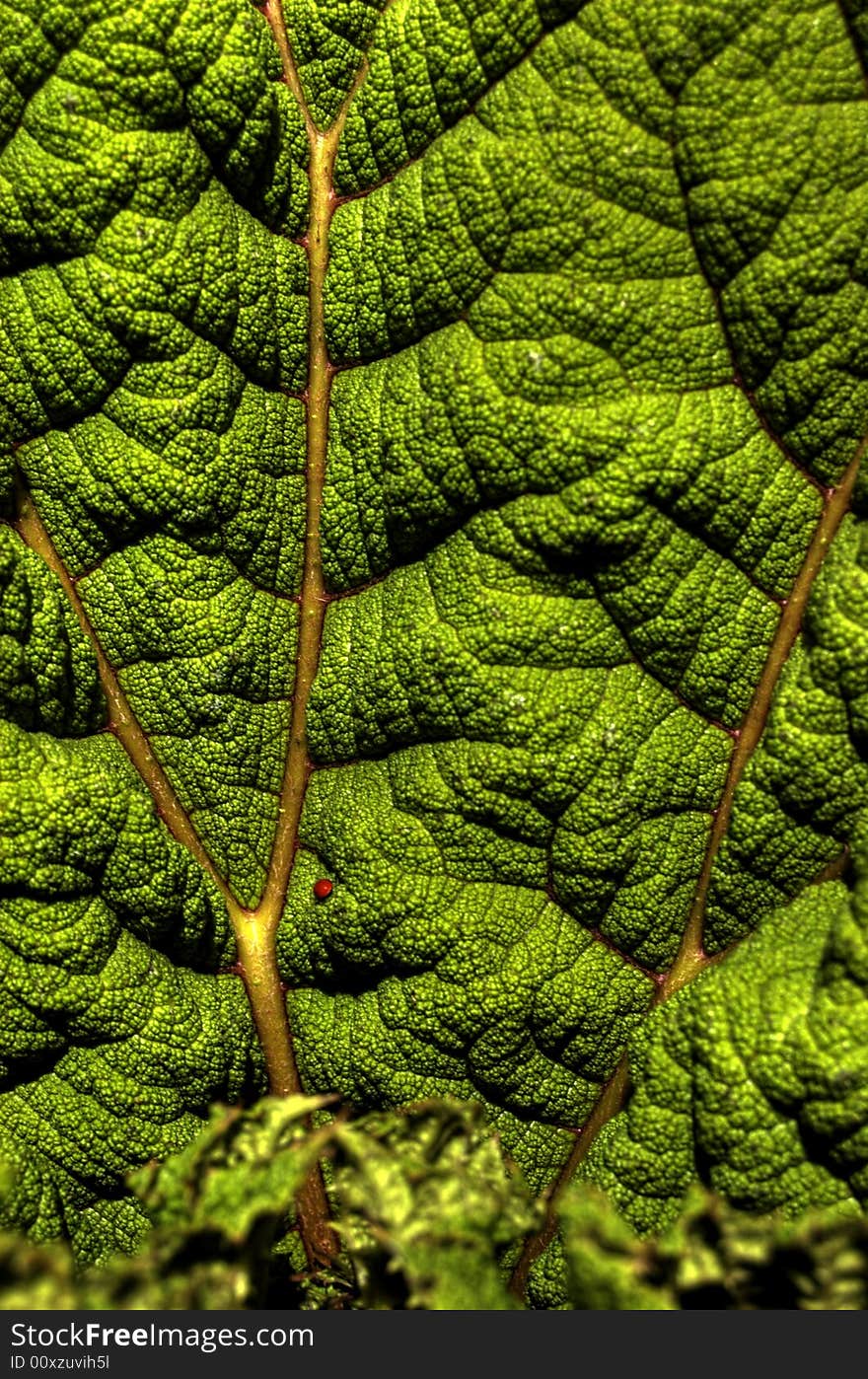 A very large contrast-like green leaf with a small lady bug next to the vein at the bottom.