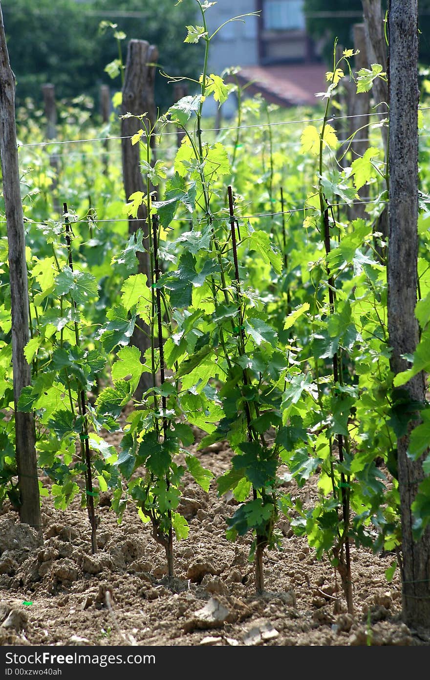 Young vineyard