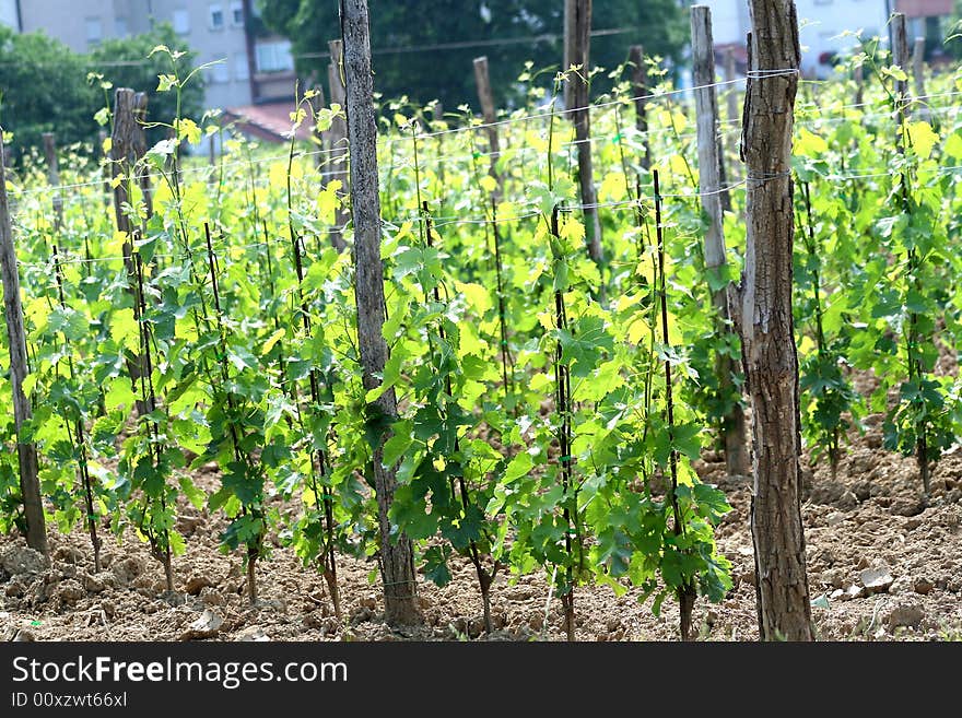 Young vineyard