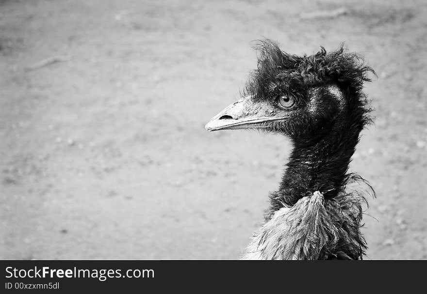 An angry looking Ostrich in black and white. An angry looking Ostrich in black and white