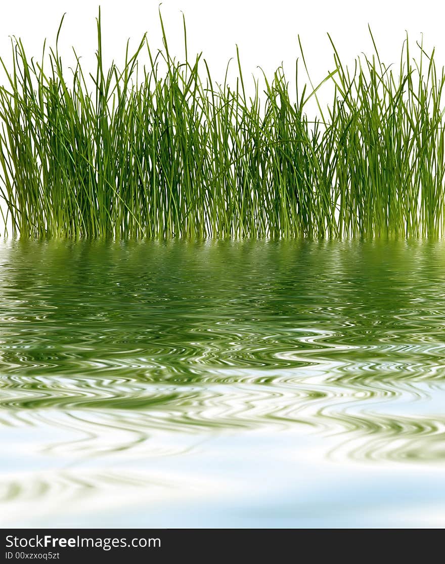 An image of fresh grass