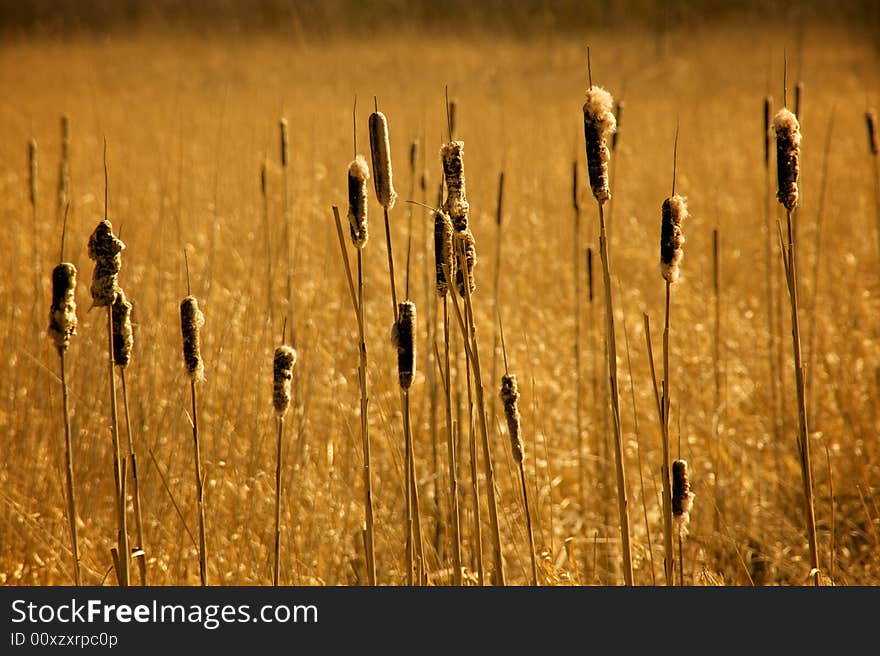 Golden Field