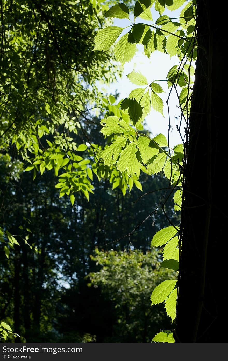 An image of a green plant in a park. An image of a green plant in a park