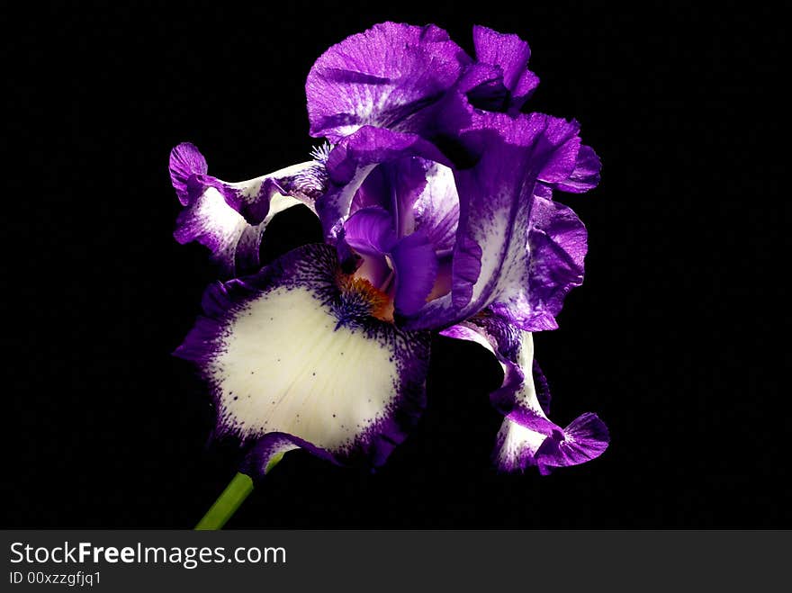 Iris ARCTIC FANCY isolated on black