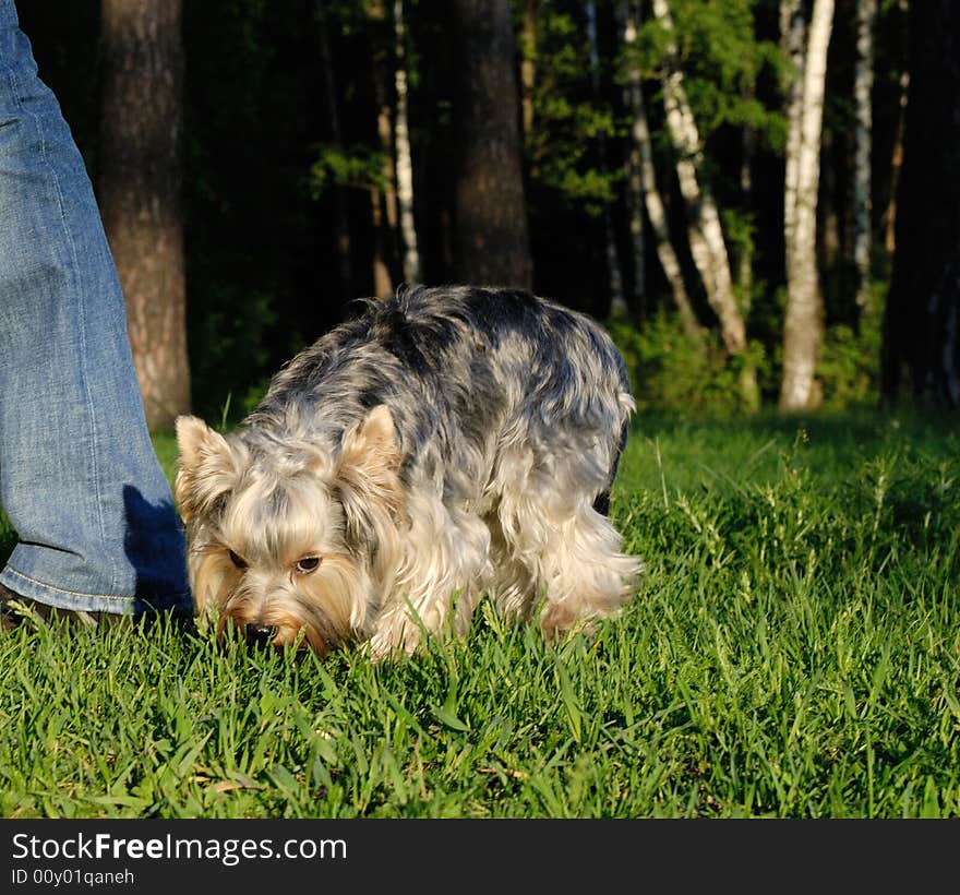 A Yorkshire Terrier