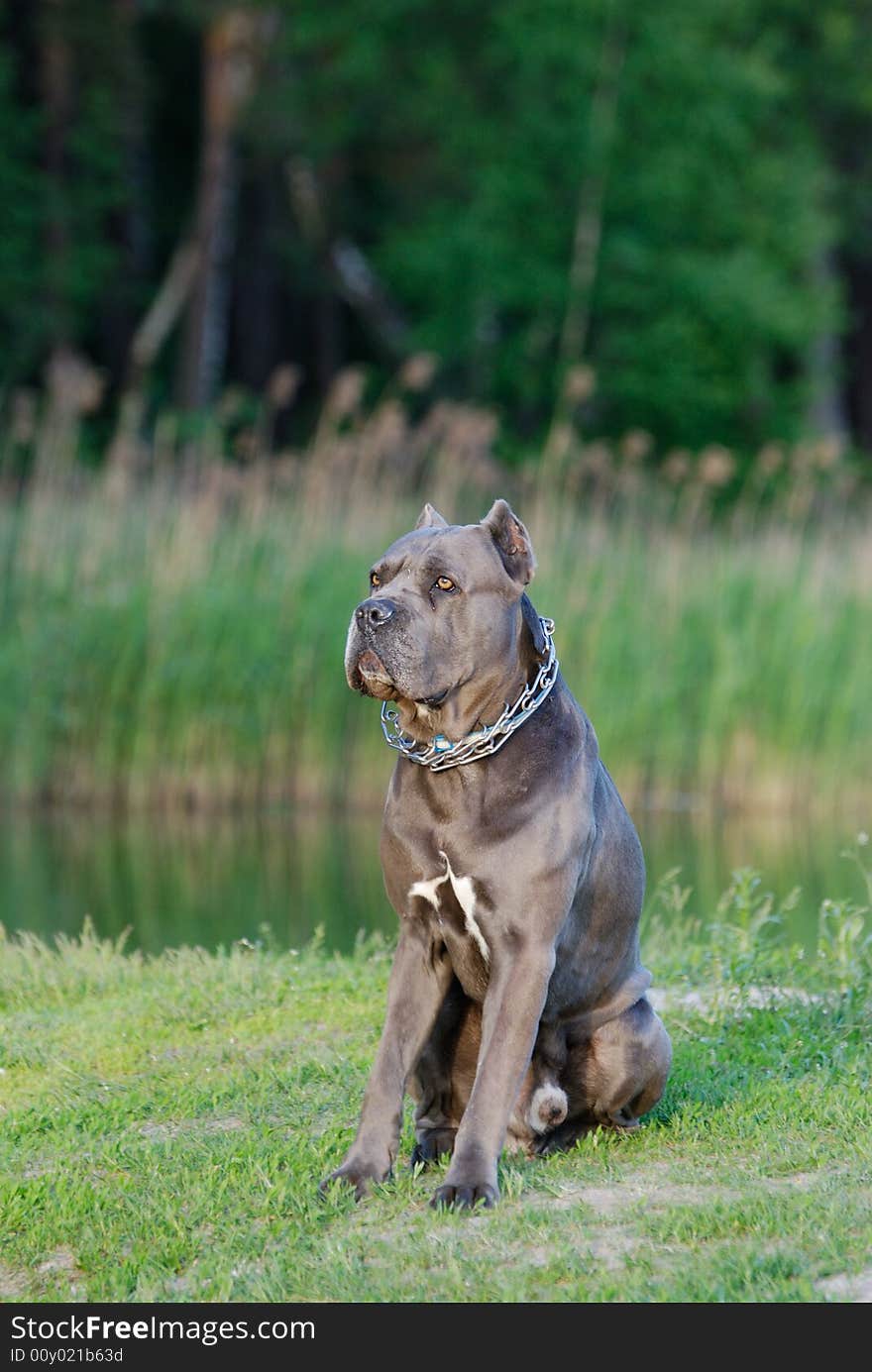 A dog in the forest on the grass