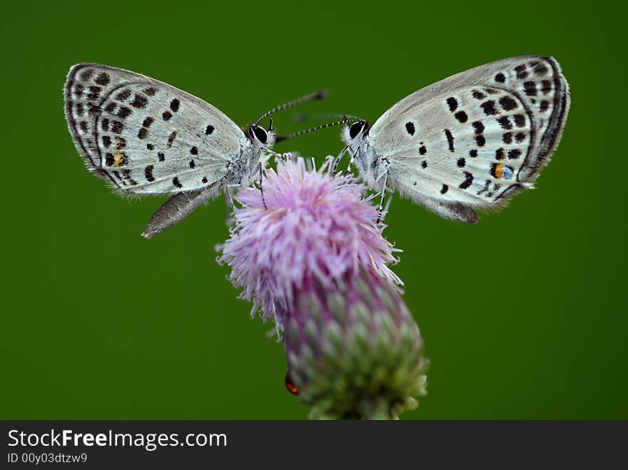 Face-to-face small butterfly