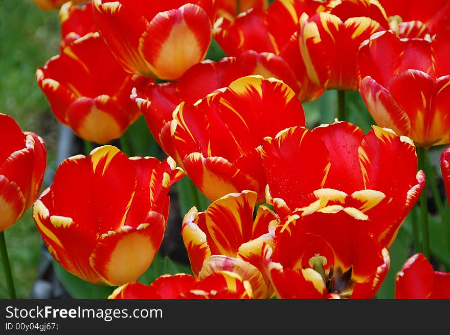 Red tulip ou the field