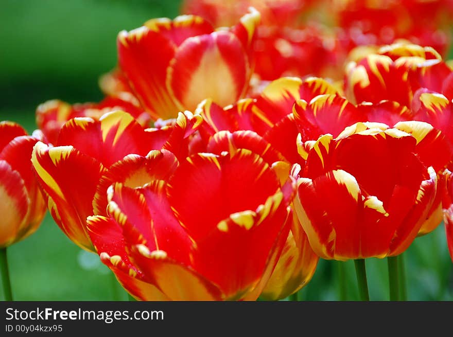 Red tulip ou the field