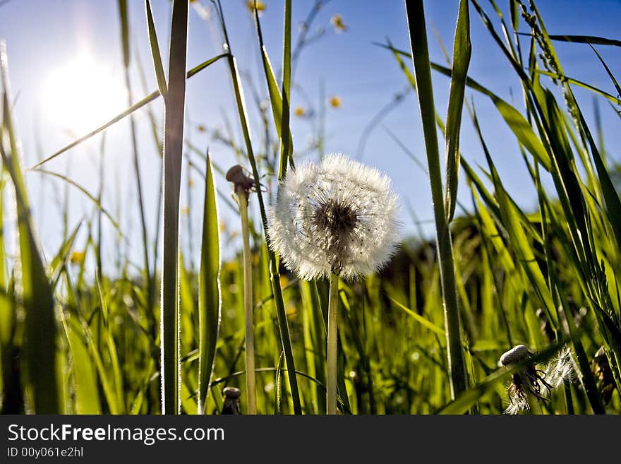 Blowball against the sun in franconia, germany