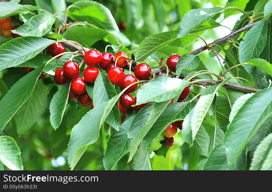 Cherry tree branch loaded with cherries